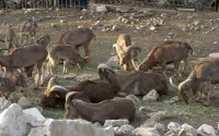 Agadir : une pétition pour sauver les animaux du parc de la Vallée des oiseaux