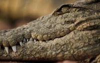 Des crocodiles quittent la France vers le Maroc