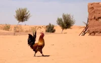 Maroc : jusqu'à 46 degrés aujourd'hui au Maroc