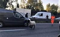 Seine-Saint-Denis : un mouton échappe au sacrifice de l'Aïd Al-Adha