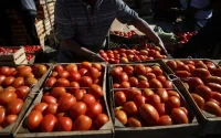 La tomate marocaine fait peur aux Russes