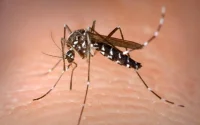 Un produit anti-moustique efficace contre le coronavirus