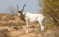 L'addax réintroduit dans la région d'Agadir