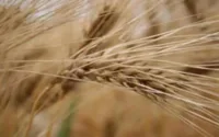 Le Maroc achète de 350.000 tonnes de blé à l'UE