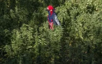 Maroc : la légalisation du cannabis pourrait rapporter 10 milliards d'euros par an