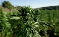 Légalisation du cannabis au Maroc : des retombées énormes en prévision