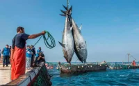 Pêche : l'Espagne appelle à une ratification rapide de l'accord UE-Maroc