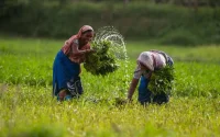 280 000 tonnes en trois semaines : le Bangladesh se rue sur les engrais marocains