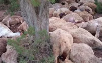 Maroc : la foudre décime un troupeau et ruine les rêves d'un berger à Sefrou