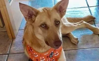 Une Britannique dépense 3 000 £ pour sauver un chien marocain blessé