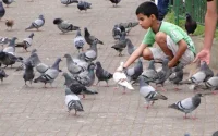 Casablanca s'attaque aux espèces nuisibles