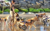 Des chiens handicapés à la plage, la vidéo qui touche les internautes marocains