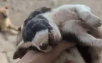 Cauchemar à Kénitra pour les chiens « de la rue »