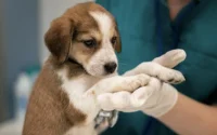 Un chiot importé illégalement du Maroc atteint de rage dans le Var