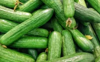 Des concombres marocains à forte présence de pesticides détruits au Portugal