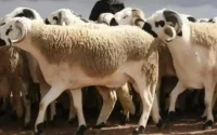 Voici la date l'Aïd Al-Adha en France