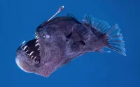 Le diable noir des abysses repéré non loin du Maroc