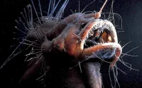Un monstre des abysses surgit au large du Maroc