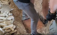 Ils dissimulent leur trappe sous 100 baguettes de pain, la police finit par trouver plus de 4 tonnes de haschich