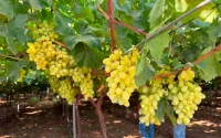 Après sept fermes, un groupe émirati remet 38 millions de dollars sur la table au Maroc