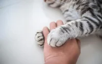 Cérémonie pour un chat au Maroc : entre hommage et polémique