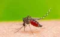 Une fillette espagnole contracte le virus du Nil occidental au Maroc
