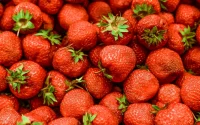 La fraise marocaine en crise