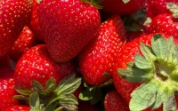 Le Maroc a dépassé l'Espagne sur la tomate : « La fraise nous fait beaucoup de mal »