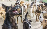 Une attaque de chiens provoque la mort d'une Française au Maroc