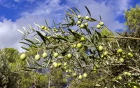 La France importe des plants d'oliviers du Maroc