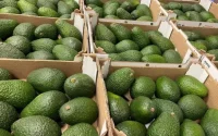 L'avocat marocain se vend bien en Europe, mais ceux qui l'exportent disent ne presque plus gagner d'argent