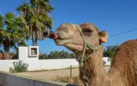 Nouvelle alerte à la canicule au Maroc, le thermomètre frôle les 50 degrés