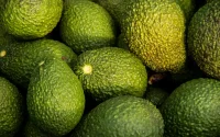 Avocats : après les records, le grand coup de froid pour les exportations marocaines