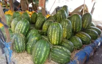 Pourra-t-on cultiver la pastèque au Maroc ?