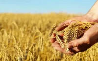 Le Maroc perd 1,6 million d'hectares de céréales