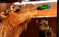 Fortes chaleurs au Maroc cette semaine