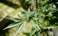 Maroc : d'autres régions pourront cultiver légalement le cannabis