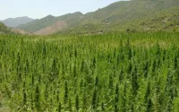 Légalisation du cannabis : un ancien ministre PJDiste accuse Benkirane
