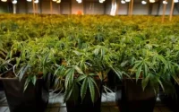 Maroc : un grand pas après la légalisation de la culture du cannabis à usage médical