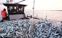 Les sardines s'éloignent, le carburant flambe : le double piège des pêcheurs marocains