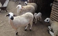 Aid Al Adha au Maroc : qu'en est-il des prix des moutons ?
