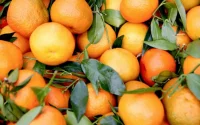 Baisse inquiétante de la production d'agrumes au Maroc