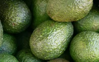 Maroc : Les avocats victimes du “Chergui”