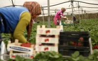 Les Marocaines moins nombreuses cette année à Huelva