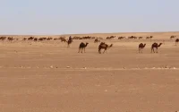 Deux Mauritaniens tués dans une attaque marocaine au Sahara ?