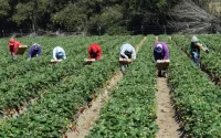 Des Marocains versent 10 000 euros pour travailler en Italie, puis doivent encore payer pour rester