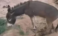 Maroc : Un âne victime de barbarie, son bourreau devant la justice
