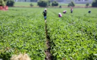 Des ouvriers agricoles marocains réduits à l'esclavage en Italie