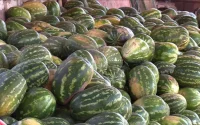 Pastèque au Maroc : beaucoup de bruit, aucune alerte sanitaire