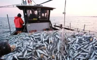 Les pêcheurs espagnols en guerre contre le poisson marocain